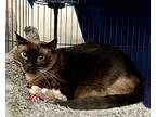 Miumiu, Siamese For Adoption In Shawnee Mission, Kansas