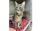 Luke, Domestic Shorthair For Adoption In Greenville, Texas