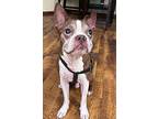 Murphy (hospice Foster), Boston Terrier For Adoption In Plano, Texas