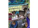 Russell, Domestic Shorthair For Adoption In Trenton, Michigan