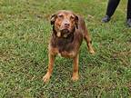 Jace, Labrador Retriever For Adoption In Canton, Connecticut