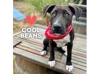Cool Beans, American Pit Bull Terrier For Adoption In San Francisco, California