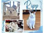Ripp, Domestic Shorthair For Adoption In Stoney Creek, Ontario