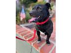 Toto, Jack Russell Terrier For Adoption In Huntington Beach, California