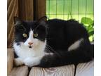 Nano, Domestic Mediumhair For Adoption In Fort Myers, Florida