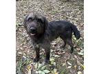Partyboy, Schnauzer (standard) For Adoption In Heber Springs, Arkansas