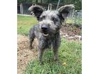 Prettygirl, Schnauzer (standard) For Adoption In Heber Springs, Arkansas