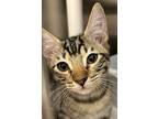 Cowboy, Domestic Shorthair For Adoption In Madison, Georgia