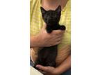 Bowler (available For Pre-adoption), Domestic Shorthair For Adoption In Camden