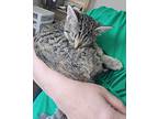 Flat Tire, Domestic Shorthair For Adoption In Camden, South Carolina