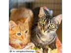 Glinda And Goldie, American Shorthair For Adoption In Westwood, New Jersey