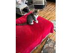 Blitz, Domestic Shorthair For Adoption In Morehead, Kentucky