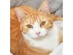Lyn, Domestic Shorthair For Adoption In Fernandina Beach, Florida