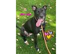 Marsha, Labrador Retriever For Adoption In Palm Harbor, Florida