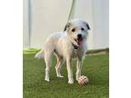 Brandi, Jack Russell Terrier For Adoption In Scottsdale, Arizona