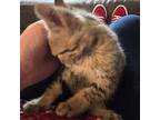 Fizzy, Tabby For Adoption In Fairborn, Ohio