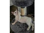 Gabe, Domestic Shorthair For Adoption In Fairborn, Ohio