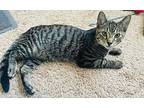 Teo, Domestic Shorthair For Adoption In Poplar Grove, Illinois