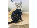 Sviat, Domestic Shorthair For Adoption In Poplar Grove, Illinois