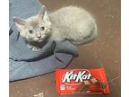 Kit Kat, Domestic Shorthair For Adoption In Hoover, Alabama