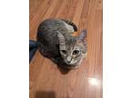 Sophia, Calico For Adoption In Granite Falls, North Carolina