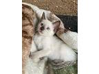 Lucius, Siamese For Adoption In Goodyear, Arizona