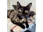 Cleo, Calico For Adoption In Granite Falls, North Carolina