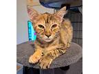 Bristol, Domestic Shorthair For Adoption In Granite Falls, North Carolina
