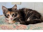Beauty, Domestic Mediumhair For Adoption In Granite Falls, North Carolina