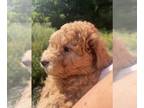 Goldendoodle (Miniature) PUPPY FOR SALE ADN-828978 - Mini doodles