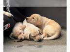 Labrador Retriever PUPPY FOR SALE ADN-828855 - Yellow Fox Red Labrador Pups AKC