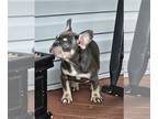 French Bulldog PUPPY FOR SALE ADN-828994 - French bulldog puppy needs a forever