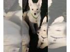 German Shepherd Dog PUPPY FOR SALE ADN-828837 - White German Shepherd puppies