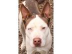 Adopt Cochise a White - with Brown or Chocolate Husky / Mixed dog in Savannah