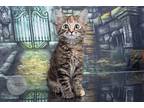 Dixie, Maine Coon For Adoption In Tuscaloosa, Alabama