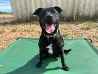Midnight, Labrador Retriever For Adoption In Mckinleyville, California