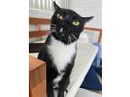 Momma Moana, Domestic Shorthair For Adoption In Oviedo, Florida