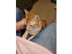 Tj, Domestic Shorthair For Adoption In Philadelphia, Mississippi