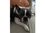 Opie Jax- 4245 Fl, Boston Terrier For Adoption In Maryville, Tennessee