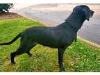 Pearl, Labrador Retriever For Adoption In Salem, New Hampshire