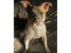 Cora, American Pit Bull Terrier For Adoption In Grand Blanc, Michigan