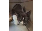 Kitten 25872 (marilyn), Domestic Shorthair For Adoption In Parlier, California