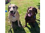 Princess Zena, Labrador Retriever For Adoption In Torrance, California