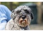 Harley, Schnauzer (miniature) For Adoption In Homer Glen, Illinois