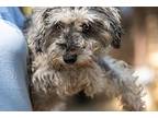 Frannie, Schnauzer (miniature) For Adoption In Homer Glen, Illinois