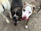 Sally Omally Sweet Small Lady, American Pit Bull Terrier For Adoption In Provo