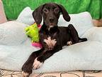 Bella Ann, Labrador Retriever For Adoption In Provo, Utah