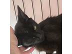 Peggy (24-203 C), Domestic Shorthair For Adoption In Saint Johns, Michigan