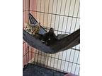 Loki (24-201 C), Domestic Shorthair For Adoption In Saint Johns, Michigan