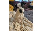 Alyson, American Pit Bull Terrier For Adoption In Plymouth, Minnesota